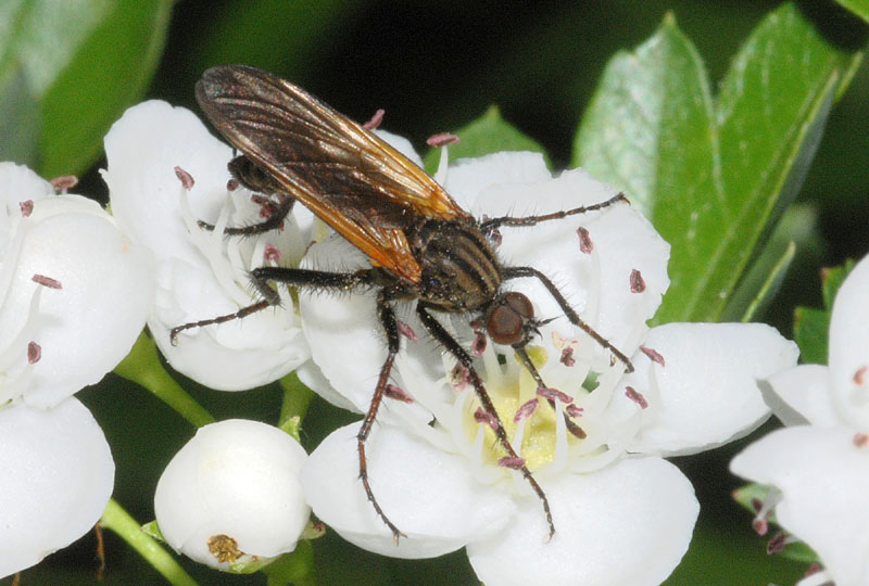 Empis da conffermare o smenttire